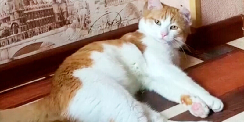 коте тв мультсериал. макс и волшебный гараж. три кота три кота мультик. мультик котенок и волшебный гараж. котик и телевизор.