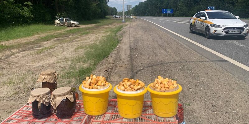 Майский гриб. Туляки грибы. Грибы в тульской. Грибы тула 2024. Грибы в туле.