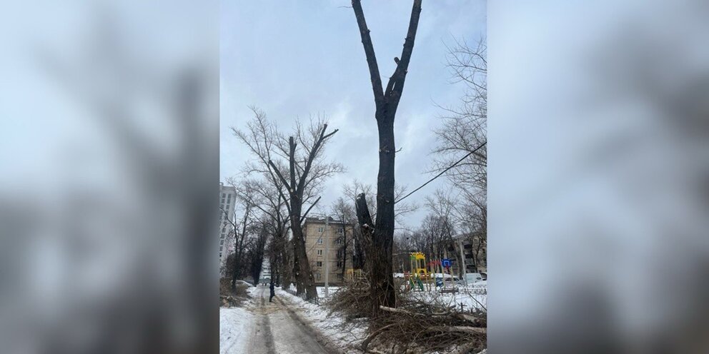 Пять спальней зеленые тополя девять граммов стережешь стадо в две тысячи пятом году