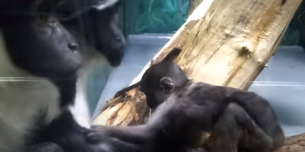 Игра про обезьян. Игровые автоматы обезьянки. Обезьяна ест. Обезьяна ест обезьяну игра. Обезьяна с бананом.