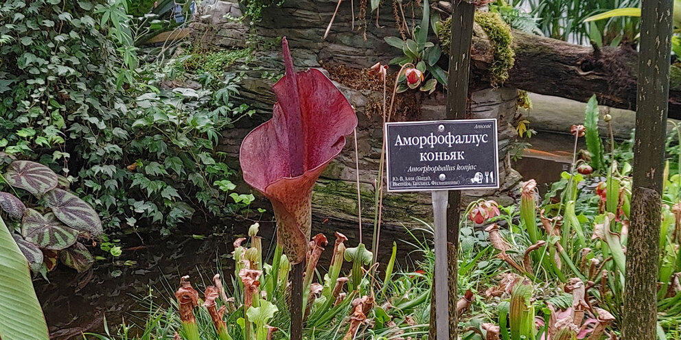 ботаника ботаник. ботаник крем для лица био ворлд увлажняющий дневной. очкарик ботаник. очкарик ботаник. ботаника ботаник.