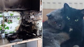 почему умирают домашние животные