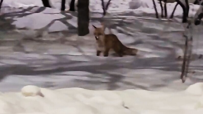 Видео без цензуры