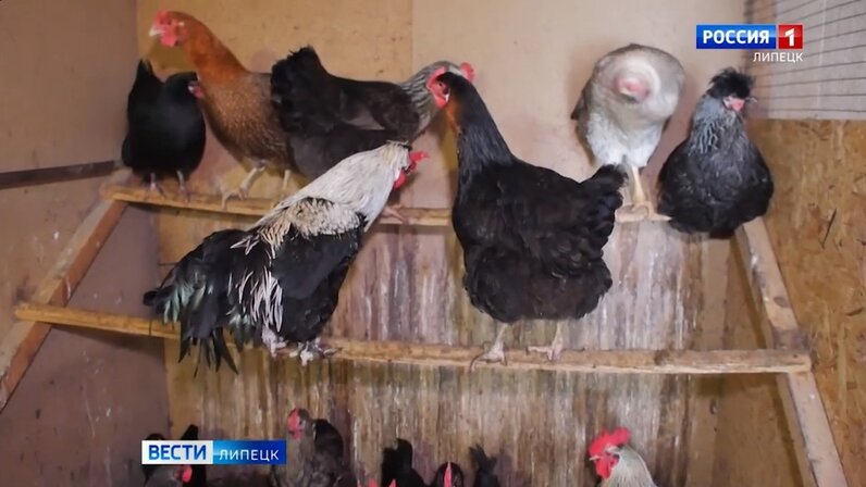 Гуси ландские хохлатые. Гусь. Красивые куры. Домашние птицы видео. Три гуся.