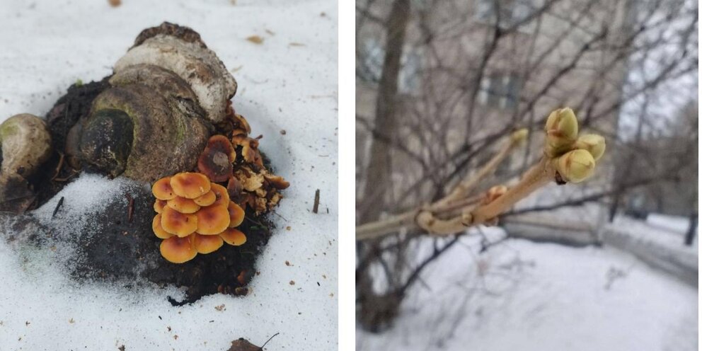 Куст значения. Куст значения