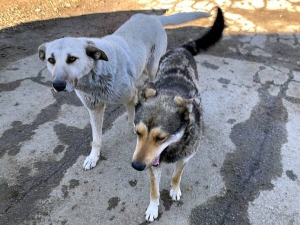Собаки улан удэ. Собаки улан удэ. Собачий приют в улан-удэ. Собаки в россии. Улан собака.