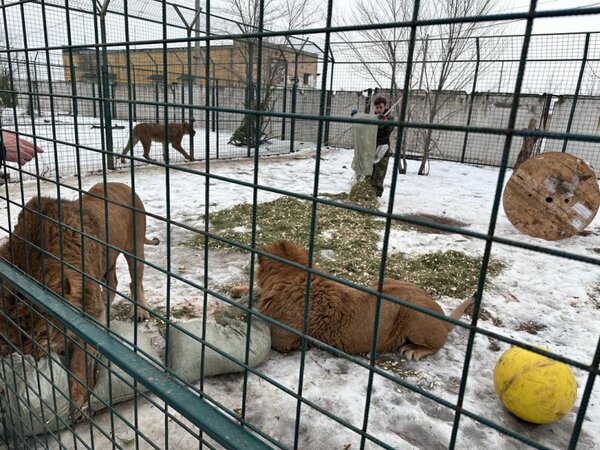 Иваново приют для собак. Зоо37 в иваново. Иваново приют для животных майский. Ивановский приют для животных. Зоо 37 приют иваново официальный сайт.