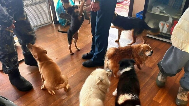 приют пес и кот южно-сахалинск. приют кот и пес южно. приюты южно сахалинск. приют кот и пес зеленодольск. приют кот и пес южно.