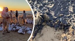 Волонтёр из Гатчины спасала берега Чёрного моря от мазута