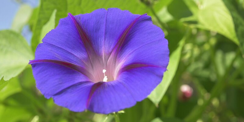 Ипомея ультрафиолет. Ипомея трехцветная. Ипомея ультрафиолет. Закон о запрете ипомеи трехцветной. Ипомея трехцветная.