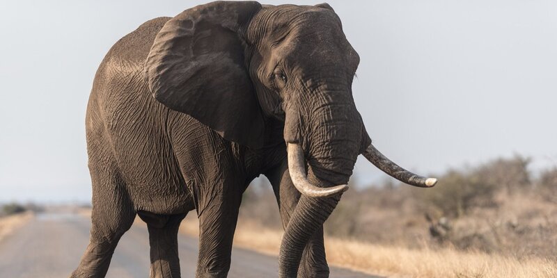18 со слоном. Слоны общение. Попа слона. 018. Фото слонов.