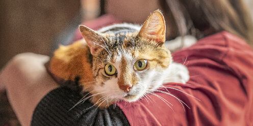 кошка играется с игрушкой. как помочь домашнему коту. корм для кошек. кормящая кошка. миска для кота.