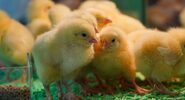 Компания Colossal Biosciences заявила о&nbsp;прогрессе в&nbsp;возрождении птицы моа|