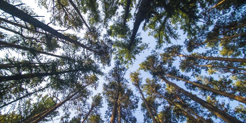 неосторожное обращение с огнем в лесу. лесной фестиваль спб. лесная охрана подмосковье. пожар в свердловской области 2021 август. пожар леса.