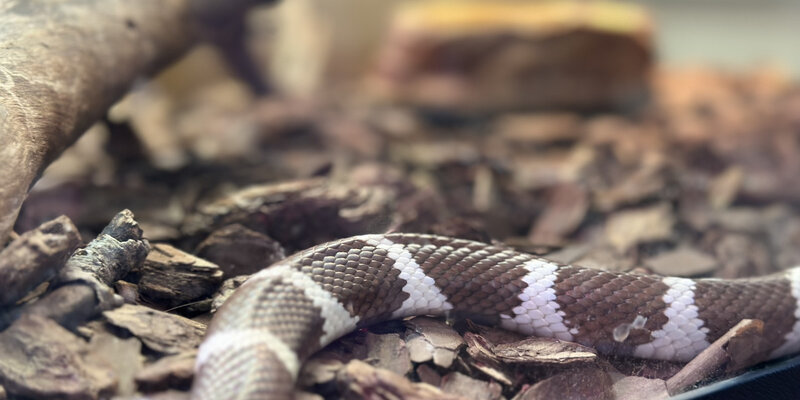 змея не кусает когда человек пьет. когда человек пьет его даже змея не жалит. даже змея не кусает. фразы про змею. как избежать укуса змеи.