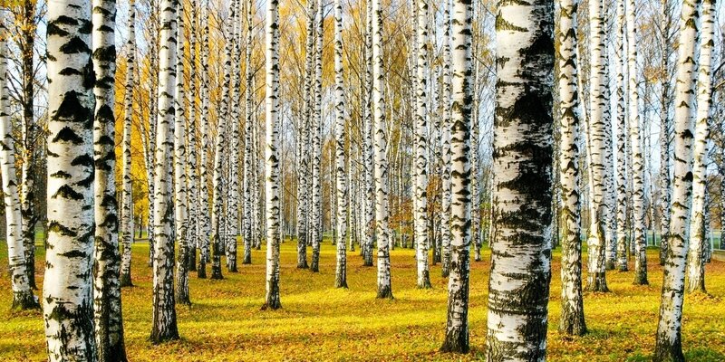 берёза милое русское дерево текст. березовый лес. березовая роща томск. всматриваясь в березовый лес. елово березовый лес.