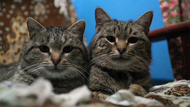 Образ героини. Исчезновение в джунглях крис кремерс и лисанн фрон. Экстремальная ситуация. П. Прощание с человеком на кладбище.