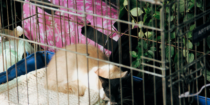 Аниме сериалы про магию. В другом мире со смартфоном кохако. Эволюция монстров питомцев манга. Новелла мир духовных питомцев. Новелла мир духовных питомцев.