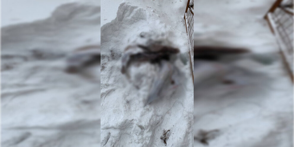 9 news australia logo. 7 news. 7 news. 7 news australia logo. 7 news australia logo.