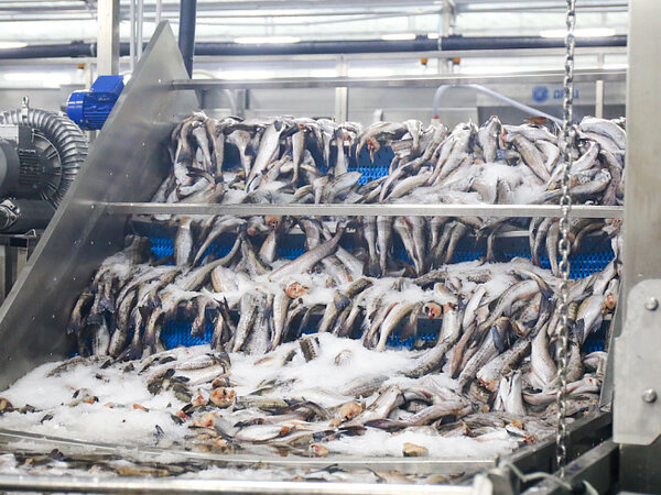 красивая цифра 4. 4 года выросла на 12. красивые цифры. евгений куйвашев: всё готово, чтобы дети начали учебный год за партами. 4 года выросла на 12.