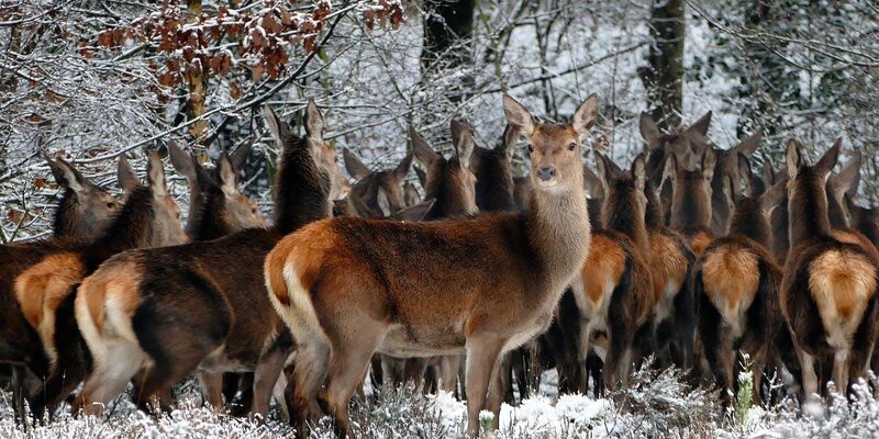 Почему мигрируют в сша. Миграционные процессы в сша. Миграции сша кратко. Причины иммиграции кратко. Диаграмма эмиграции из россии.