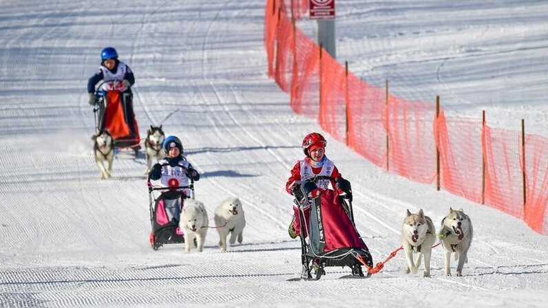 Спортивные гонки на собачьих упряжках