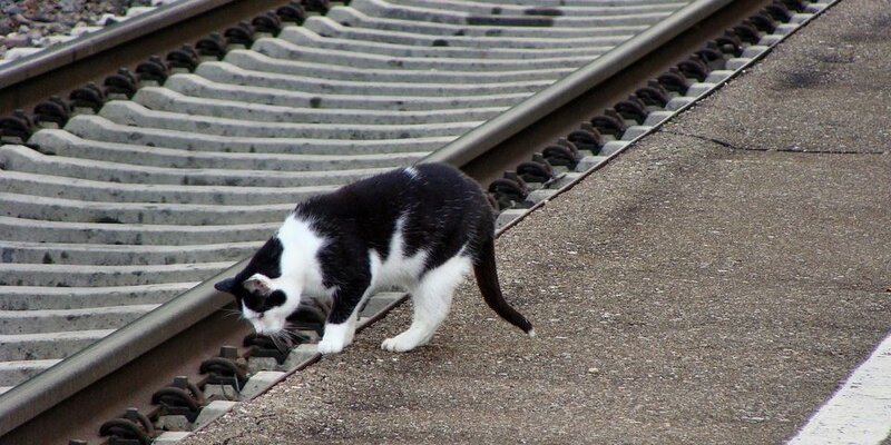 Twix этикетка. Проводник кот твикс. Twix 50 gr. Шоколадный батончик twix экстра, 82г. Шоколад fluffy 25gr.