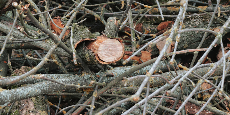 Лесной фонд вологодской области. 260 ук рф "незаконная рубка. Незаконная вырубка деревьев ук. Вырубка деревьев это преступление. Незаконная вырубка деревьев ук.