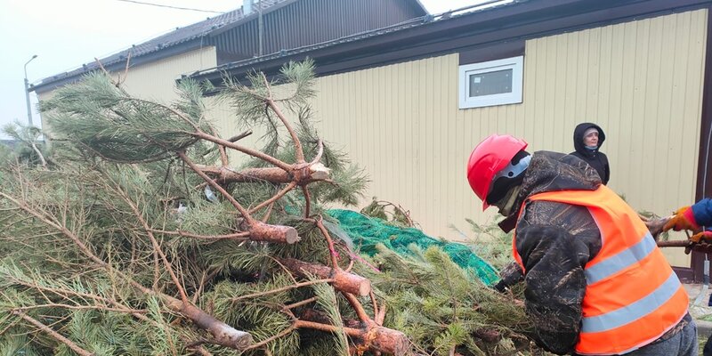 Сосны и ели. Различие елки и ели. Разница между елкой и елью. Хвоинки ели и сосны. Елка ель сосна отличия.