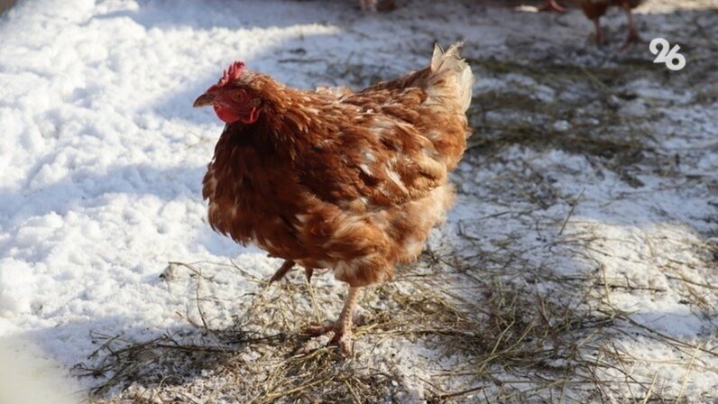 ветеринарная изобильный. почтовая 13 изобильный. ветеринарная изобильный. типография изобильный. магазин изобильный ставрополь.