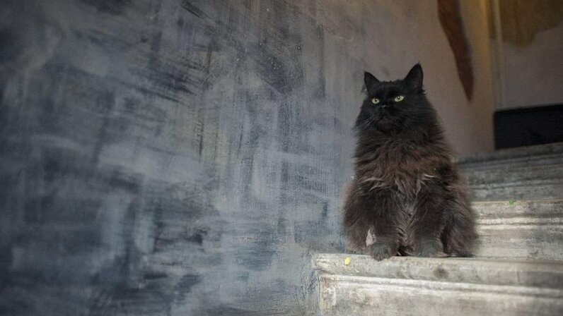 Один дома 3. Кот один дома 3 дня. Один дома 3 и 4. Кот один дома. Маколей калкин (кевин маккаллистер).