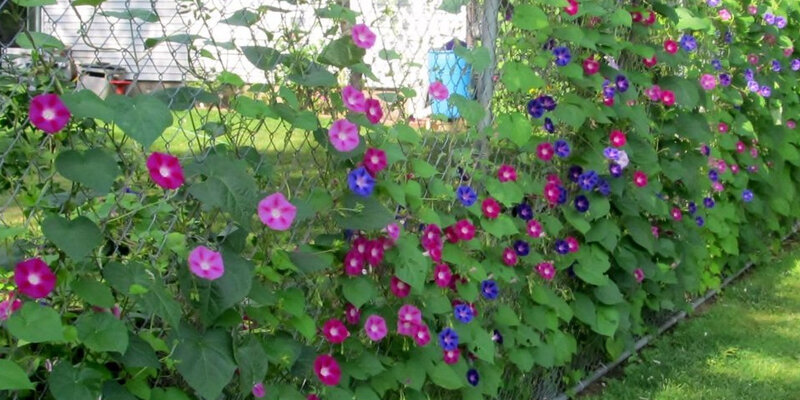 дачный участок имеет форму прямоугольника со сторонами. дачный участок имеет площадь 15. дачный участок имеет форму прямоугольника со сторонами 25 и 30 метров. дизайнерские проекты участка. дачный участок имеет форму квадрата сторона которого равна 30.