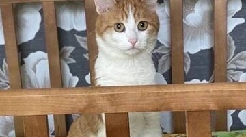 Кошка пришла в дом примета. Кот на пороге. Кошачьи приметы. Приметы про кошек. Примету про черного кота.