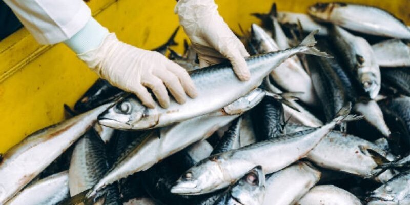 фон море рыбы вектор. страна рыбы и рыбоедов елизово. музей страна рыбы и рыбоедов. статуя лосося. просветительский центр страна рыбы и рыбоедов.