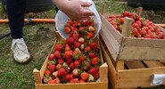Армении грозит потеря почти всех доходов от&nbsp;экспорта клубники|