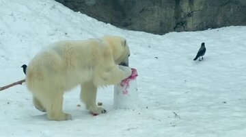праздник в зоопарке. зоосад московского зоопарка. московский зоопарк 2021. зоопарк выходные дни. птицы с московского зоопарка экзотариум.