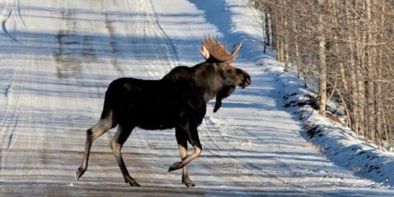 медведь у дороги. три медведя на трассе. три медведя на трассе. три медведя на трассе. ханты мансийск прогулки медведя по городу 17.
