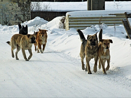 атакующие собаки