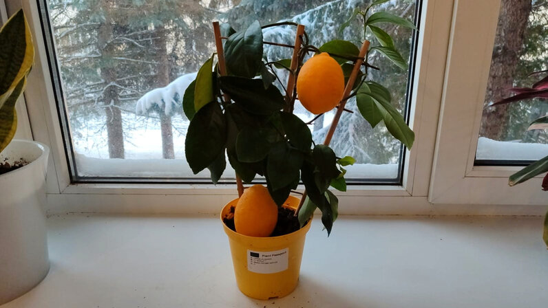 Содержание житель. Содержание житель. Ярослав мудрый историческое сочинение. Краткое содержание чёрная курица и подземные жители. Содержание житель.