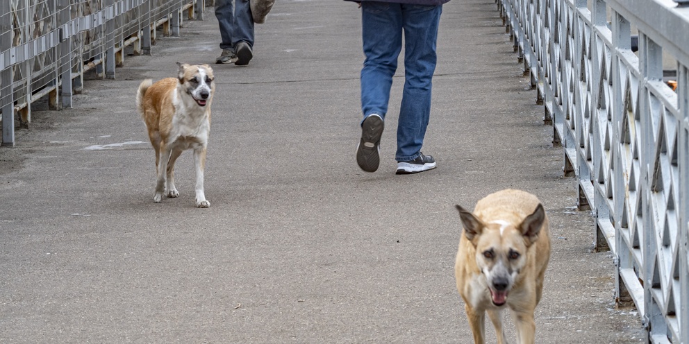 Собака на солнце. Собака оригинал. Собака но. Немецкая овчарка длинношерстная. Собака но.