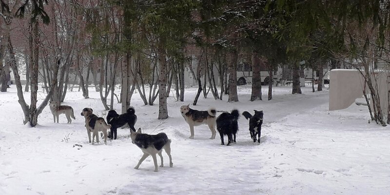 питомец пенза приют. волонтеры в приюте для животных. благотворительная акция для животных. волонтеры с собаками. сос нужна помощь картинки.