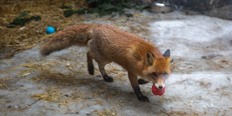Осаго со смертельным исходом. Осаго со смертельным исходом. Осаго не покрывает ущерб. Штраф за дтп виновнику. Страховые выплаты при дтп.