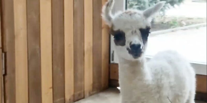 они милее всех на свете