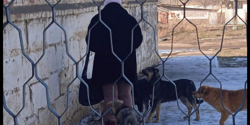 30 собак. Милота питомник. Собака 30см. Ротвейлер черный 80 кг. Толпа собак.