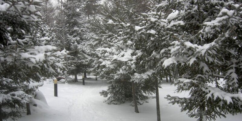 зимние цветы. первый снег. снежное утро. выпал первый снег. первый снег.