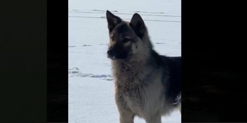поможем приморью. поможем приморью. поможем приморью. поможем приморью. поможем приморью.