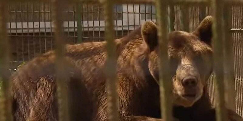 вымирание белых медведей. медведь в лесу. вымирание белых медведей. умирающий медведь. истощенный белый медведь.