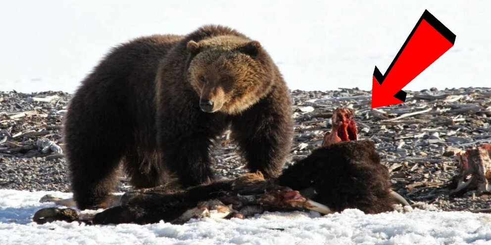 медведь на закате в лесу. медведь в лесу. ночью пришел медведь. ночью пришел медведь. медведь в лесу.