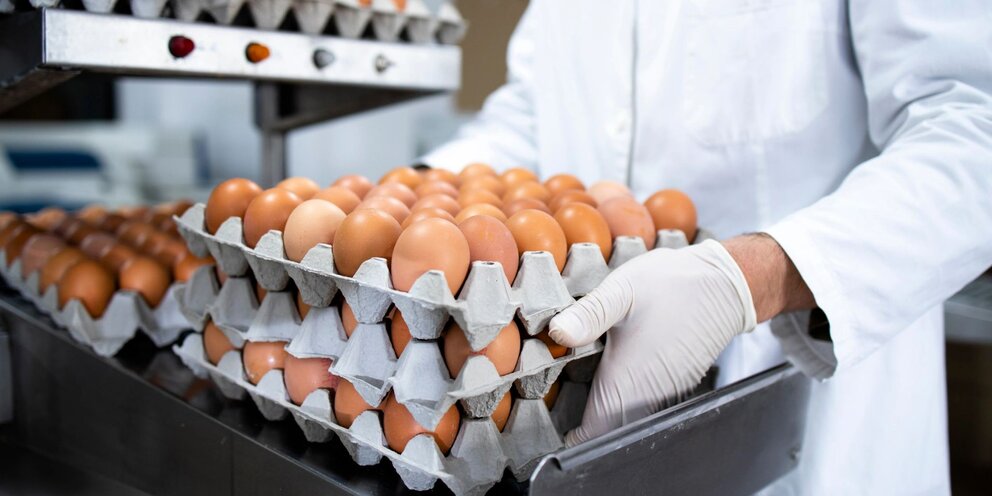 Яйцо отход. Фасовка яиц. Протухшее яйцо. Предприятие по переработке яичной продукции. Птицеводство яйца.