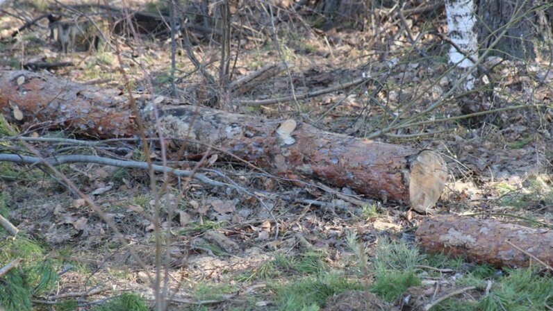 спиливание деревьев. поваленное дерево. угрожающие деревья. дерево аварийное если. айван сары кыргызское дерево.